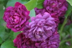 BLUE-MAGENTA-RAMBLER-1