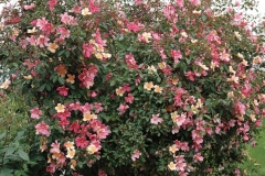 MUTABILIS