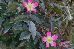 ROSA-GLAUCA-2