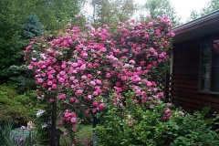 ZEPHERINE-DROUHIN-CLIMBER-1