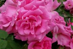 ZEPHERINE-DROUHIN-CLIMBER