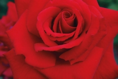 Grand-Amore