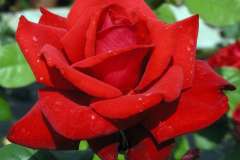 GRAND-AMORE-2