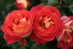 GRIMM-BROTHERS-FAIRYTALE
