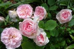 MORDEN-BLUSH-2