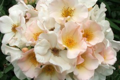 SALLY-HOLMES-1
