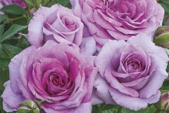 Violets Pride