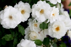 WHITE-ICEBERG-CLIMBER-2